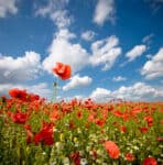 soar above tall poppy syndrome