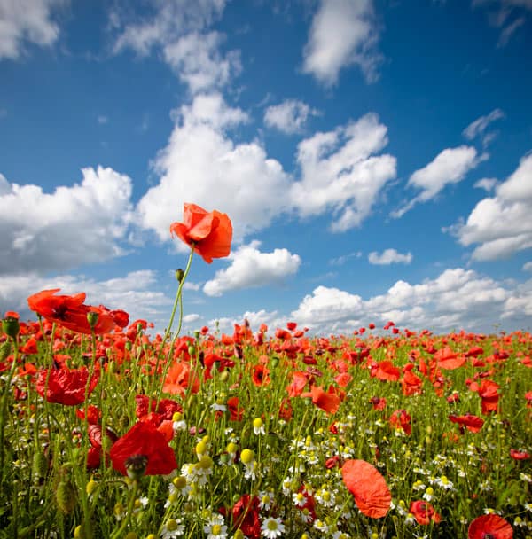 Soar Above Tall Poppy Syndrome
