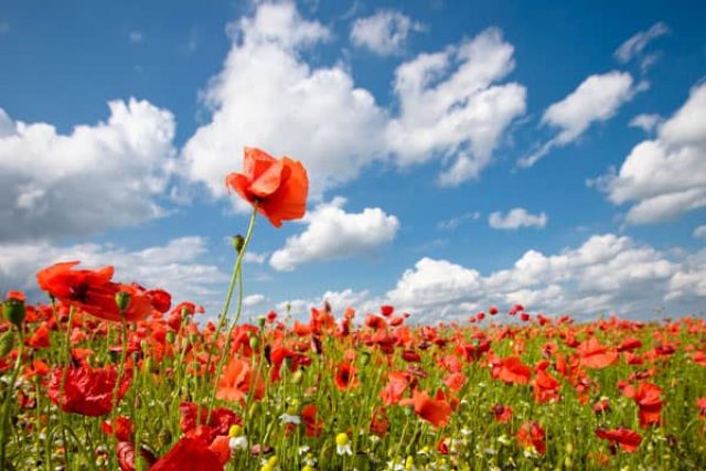 Soar Above Tall Poppy Syndrome